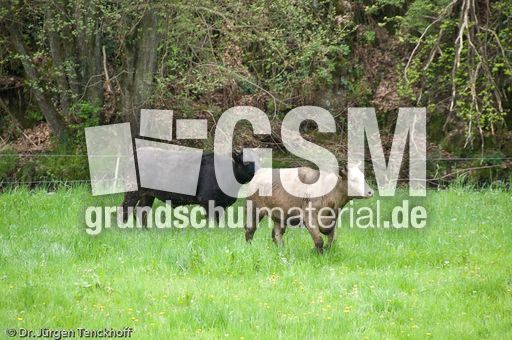 Hausrind (79 von 174).jpg